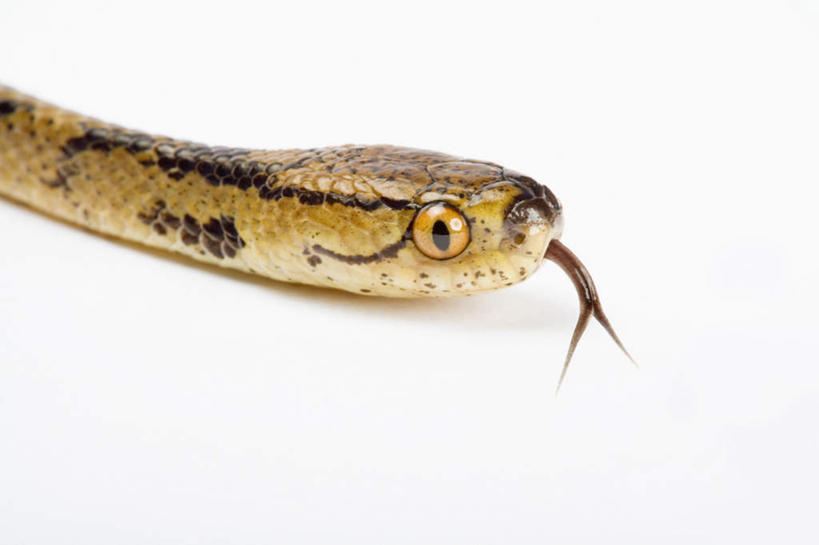 头,无人,横图,室内,特写,白天,白色背景,侧面,野生动物,一条,阴影,反射,爬行动物,蛇,影子,注视,爬行,动物,观察,看,摄影,影棚,观看,察看,关注,冷血动物,凶猛,脊椎动物,长虫,残暴,凶残,头部,半身,彩图,影棚拍摄,拍摄,钝头蛇,冷血