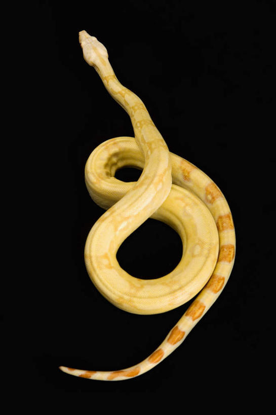 无人,竖图,俯视,室内,白天,野生动物,一条,阴影,黑色背景,环绕,缠绕,反射,爬行动物,蛇,影子,注视,动物,观察,看,摄影,影棚,观看,察看,关注,冷血动物,纠缠,凶猛,脊椎动物,长虫,蚺蛇,红尾蚺,残暴,凶残,彩图,高角度拍摄,全身,影棚拍摄,拍摄,冷血