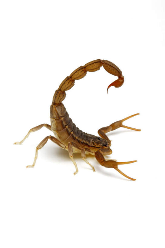 无人,竖图,室内,特写,白天,白色背景,侧面,阴影,反射,影子,注视,一只,动物,观察,看,摄影,影棚,观看,察看,有毒,关注,节肢动物,蝎子,节足动物,彩图,全身,影棚拍摄,拍摄,刚果红鳄背蝎