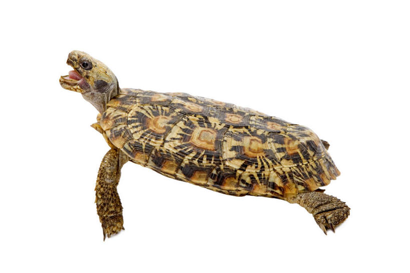 无人,横图,室内,特写,白天,白色背景,侧面,龟,阴影,反射,爬行动物,影子,注视,一只,动物,观察,看,张嘴,健康,摄影,影棚,观看,察看,关注,坚定,张大嘴巴,长寿,饼干龟,饼干陆龟,薄饼陆龟,张开嘴,彩图,全身,影棚拍摄,拍摄