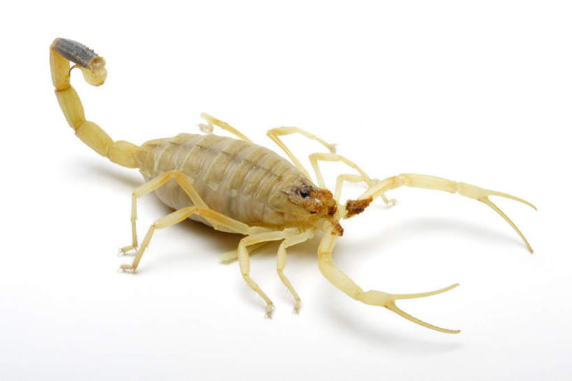 无人,横图,室内,特写,白天,白色背景,侧面,阴影,反射,影子,注视,一只,黄色,动物,观察,看,趴着,摄影,影棚,观看,察看,有毒,关注,节肢动物,蝎子,节足动物,金蝎,危险,趴,彩图,全身,影棚拍摄,拍摄,以色列杀人蝎,以色列金蝎