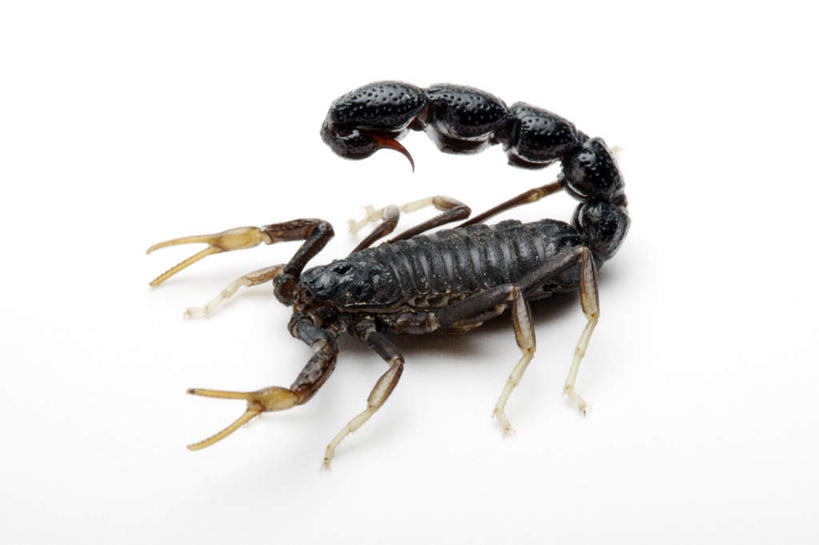 无人,横图,俯视,室内,特写,白天,白色背景,阴影,反射,影子,注视,一只,动物,观察,看,趴着,摄影,影棚,观看,察看,有毒,关注,节肢动物,蝎子,节足动物,马氏钳蝎,钳蝎,趴,彩图,高角度拍摄,全身,影棚拍摄,拍摄,埃及柱尾蝎