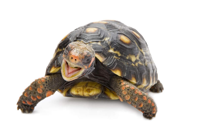 无人,横图,室内,特写,白天,白色背景,正面,龟,阴影,反射,爬行动物,影子,注视,一只,动物,观察,看,趴着,张嘴,健康,摄影,影棚,观看,察看,关注,坚定,张大嘴巴,长寿,饼干龟,饼干陆龟,薄饼陆龟,张开嘴,趴,彩图,全身,影棚拍摄,拍摄