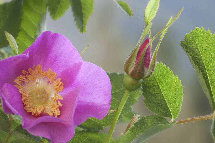 无人,横图,室外,特写,白天,正面,爱情,幸福,纯洁,热情,花海,花圃,美景,植物,玫瑰,叶子,朦胧,模糊,盛开,景观,玫瑰花,浪漫,花蕾,花,花瓣,花朵,花卉,鲜花,粉色,绿色,自然,花丛,花束,花田,花苞,花蕊,温暖,温馨,景色,恩爱,和睦,自然风光,感动,尊敬,野玫瑰,天真,刺玫花,徘徊花,彩图,融洽