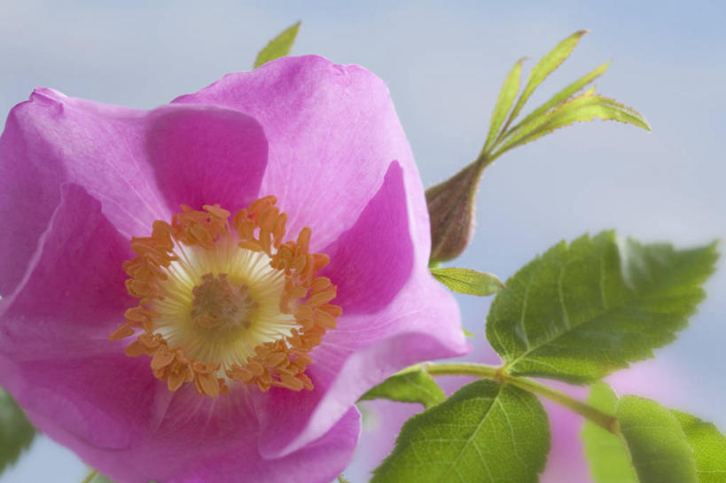 无人,横图,室外,特写,白天,正面,爱情,幸福,纯洁,热情,花海,花圃,美景,植物,玫瑰,叶子,朦胧,模糊,盛开,景观,玫瑰花,浪漫,花蕾,花,花瓣,花朵,花卉,鲜花,粉色,绿色,自然,花丛,花束,花田,花苞,花蕊,温暖,温馨,景色,恩爱,和睦,自然风光,感动,尊敬,野玫瑰,天真,刺玫花,徘徊花,彩图,融洽