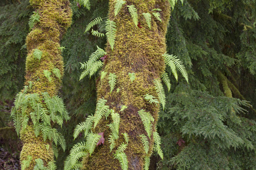 无人,横图,室外,特写,白天,正面,美景,植物,松树,叶子,景观,绿叶,树桩,枝条,树,树干,树木,树枝,绿色,自然,嫩叶,木桩,景色,生长,成长,蕨类,蕨类植物,自然风光,杉树,坚定,长寿,贞洁,虬枝,枝杈,欧洲蕨,叶,叶片,彩图
