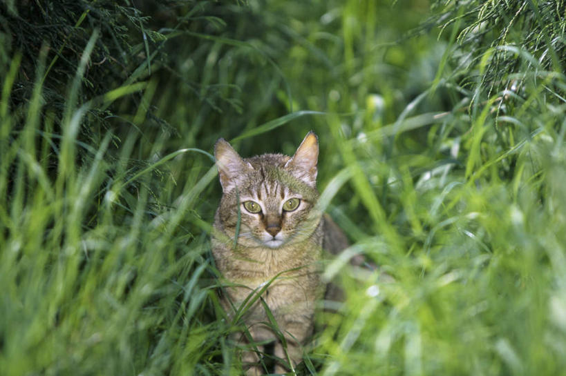 无人,站,横图,室外,白天,正面,草地,草坪,美景,植物,野生动物,景观,注视,草,一只,绿色,自然,动物,观察,看,站着,景色,可爱,活泼,观看,察看,关注,自然风光,非洲野猫,沙猫,沙漠猫,沙丘猫,站立,彩图,全身