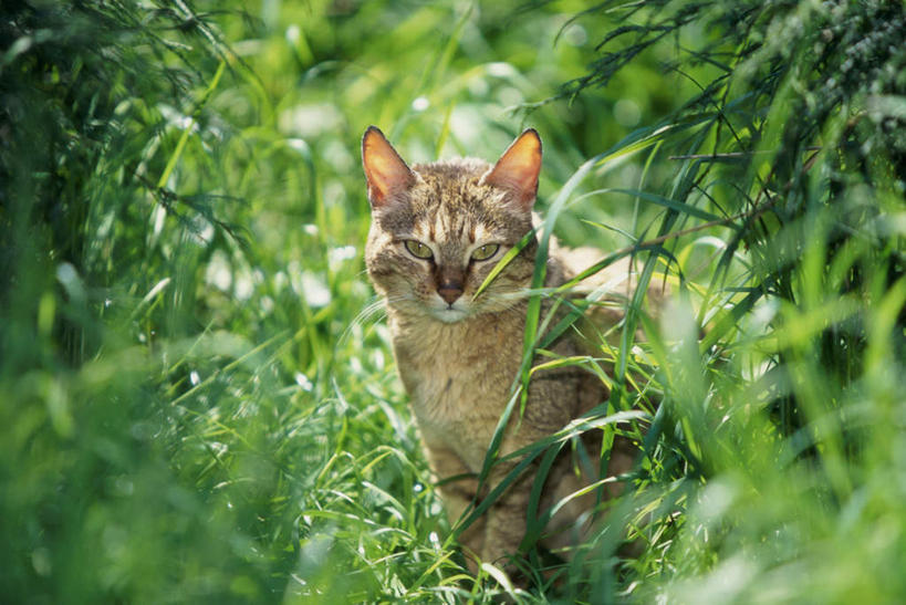 无人,站,横图,室外,白天,正面,草地,草坪,美景,树林,植物,猫,野生动物,朦胧,模糊,景观,注视,草,树,树木,一只,绿色,自然,动物,观察,看,站着,景色,生长,成长,观看,察看,关注,自然风光,野猫,凶猛,斑猫,草原斑猫,残暴,凶残,站立,半身,彩图