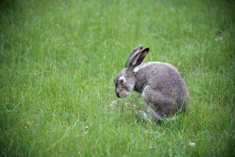 无人,站,横图,室外,白天,侧面,草地,草原,美景,植物,哺乳动物,朦胧,模糊,兔子,景观,旷野,注视,草,一只,绿色,自然,动物,低头,观察,看,站着,景色,观看,兔,察看,关注,自然风光,原野,白尾长耳大野兔,站立,彩图,全身