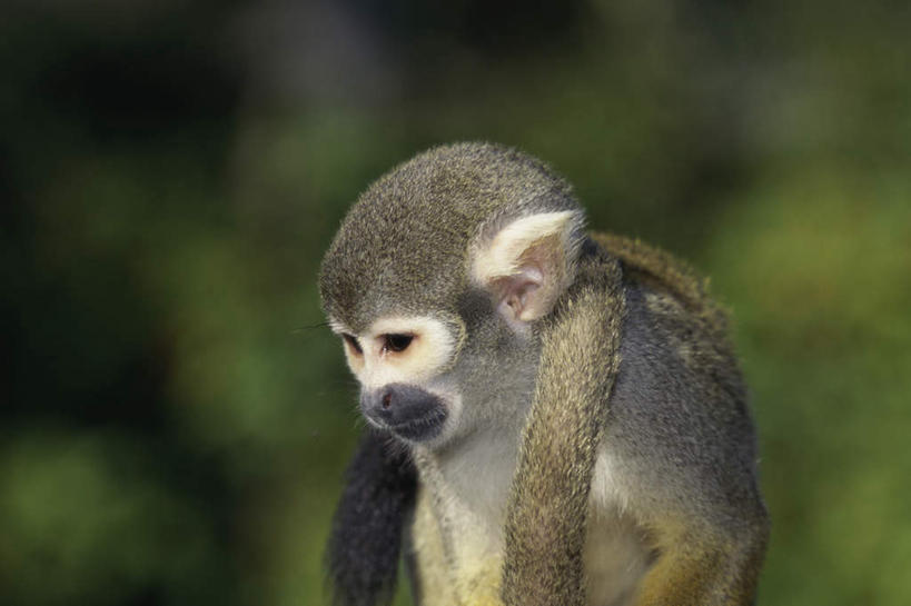 无人,坐,横图,室外,特写,白天,正面,美景,树林,植物,猴,野生动物,猴子,叶子,朦胧,模糊,景观,绿叶,注视,树,树木,一只,绿色,自然,动物,低头,观察,看,嫩叶,景色,可爱,活泼,生长,成长,观看,察看,关注,自然风光,松鼠猴,叶,叶片,坐着,半身,彩图