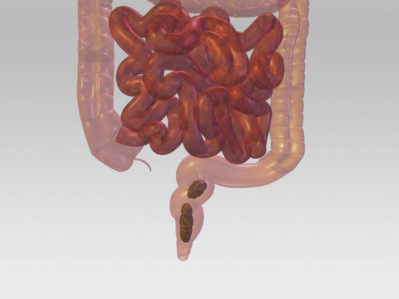 内脏,肠,阑尾,动脉,静脉,十二指肠,无人,横图,插画,室内,白天,白色背景,正面,数码,科技,静物,阴影,网络,医学,高光,几何,计算机图形,合成,图画,画,模型,人体,电脑合成图,数码合成图,生物学,人体器官,器官,合成图,漫画,生理学,写实,具体,具象,大肠,盲肠,小肠,直肠,彩图