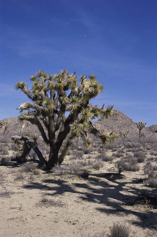 无人,公园,竖图,室外,白天,正面,旅游,度假,石头,美景,山,山脉,植物,棕榈树,叶子,美国,石子,景观,山峰,云,云朵,绿叶,山峦,云彩,娱乐,树,树木,蓝色,绿色,白云,蓝天,天空,自然,群山,天,享受,休闲,嫩叶,景色,放松,生长,晴朗,成长,北美,北美洲,国家公园,加利福尼亚,自然风光,美洲,棕榈叶,加州,加利福尼亚州,金州,黄金州,北亚美利加洲,亚美利加洲,约书亚树国家公园,叶,叶片,石块,岩石,晴空,彩图