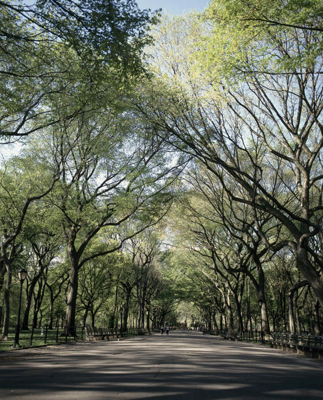 无人,竖图,室外,白天,正面,旅游,度假,美景,树林,植物,城市,道路,路,纽约,美国,阴影,光线,影子,景观,小路,曼哈顿,枝条,交通,娱乐,树,树木,树枝,蓝色,绿色,蓝天,天空,阳光,自然,天,享受,休闲,景色,放松,生长,晴朗,成长,北美,北美洲,自然风光,美洲,中央公园,纽约中央公园,纽约州,万里无云,帝国之州,帝国州,北亚美利加洲,亚美利加洲,虬枝,枝杈,晴空,晴空万里,彩图,曼哈顿岛