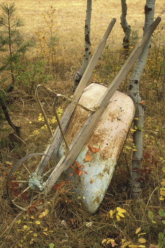 无人,竖图,室外,白天,正面,植物,一辆,生锈,墙,泥土,土壤,墙壁,墙面,车,树,树木,绿色,自然,手推车,交通工具,独轮车,生长,成长,腐蚀,侵蚀,颠倒,倒置,载具,腐化,锈迹斑斑,彩图