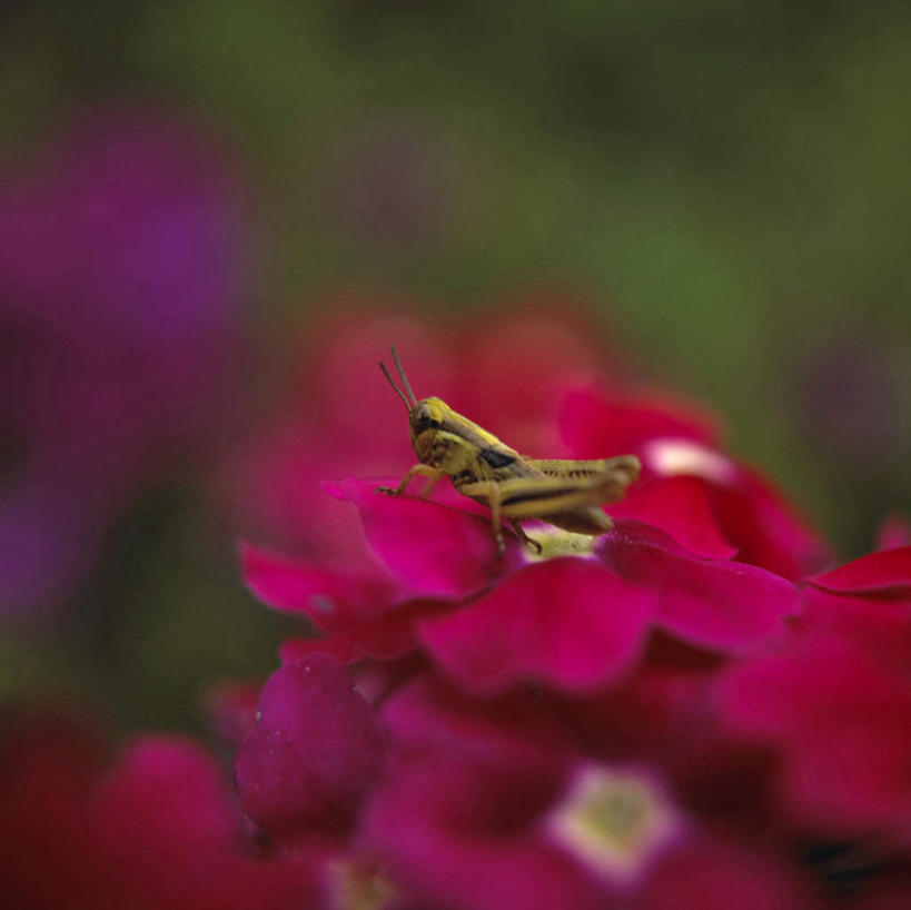 无人,站,横图,室外,特写,白天,正面,花海,花圃,美景,植物,叶子,阴影,朦胧,模糊,盛开,光线,昆虫,蚱蜢,影子,景观,花蕾,注视,花,花瓣,花朵,花卉,鲜花,一只,红色,绿色,阳光,自然,动物,花丛,花束,花田,花苞,花蕊,观察,看,站着,景色,观看,察看,关注,自然风光,扁旦勾,害虫,站立,彩图,全身