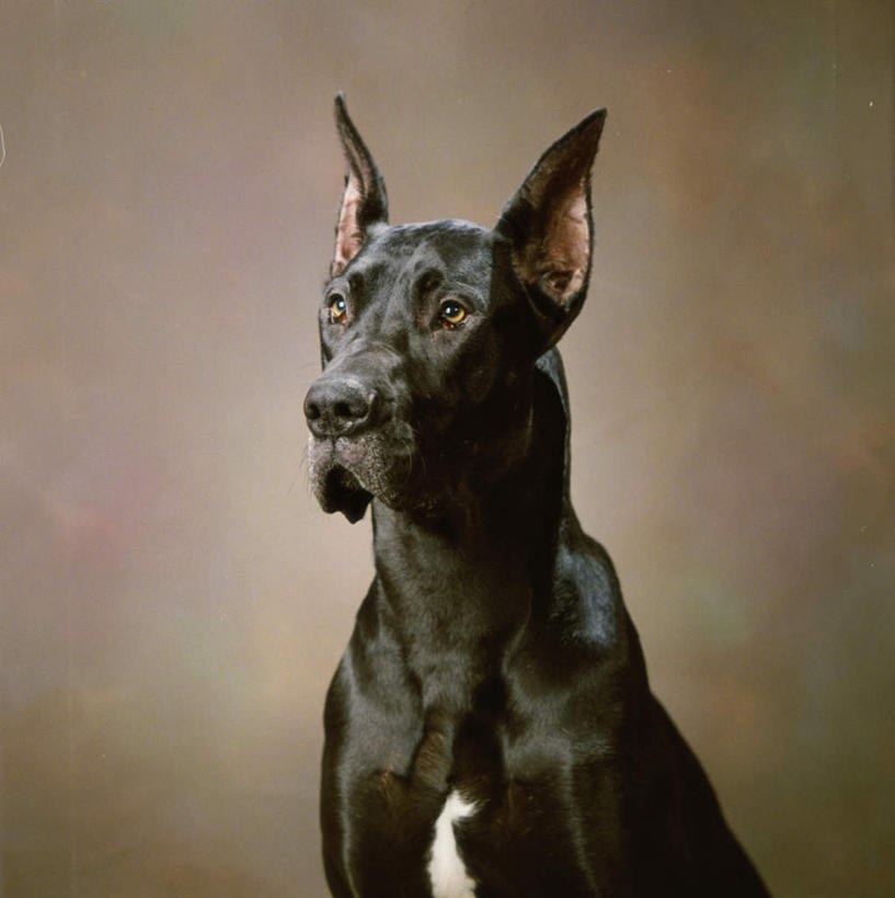 头,无人,坐,竖图,室内,特写,白天,正面,宠物,狗,阴影,朦胧,模糊,反射,影子,注视,一只,动物,观察,看,可爱,摄影,影棚,观看,察看,关注,大丹狗,忠诚,大丹犬,德国獒狗,德国藏獒,德国獒犬,头部,犬,坐着,半身,彩图,影棚拍摄,拍摄