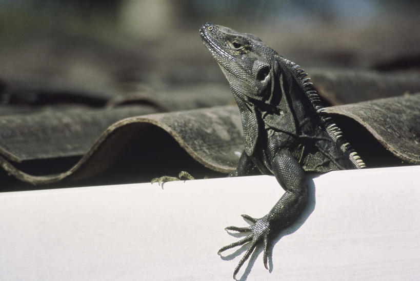 无人,横图,室外,特写,白天,侧面,美景,建筑,野生动物,蜥蜴,阴影,朦胧,模糊,光线,鬣蜥,瓦片,影子,屋顶,景观,顶棚,瓦,注视,一只,阳光,自然,动物,观察,看,景色,搭,建造,观看,察看,搭着,关注,自然风光,绿鬣蜥,屋瓦,石龙子,泉龙,猪婆蛇,四脚蛇,蜴,抬头,仰头,半身,彩图