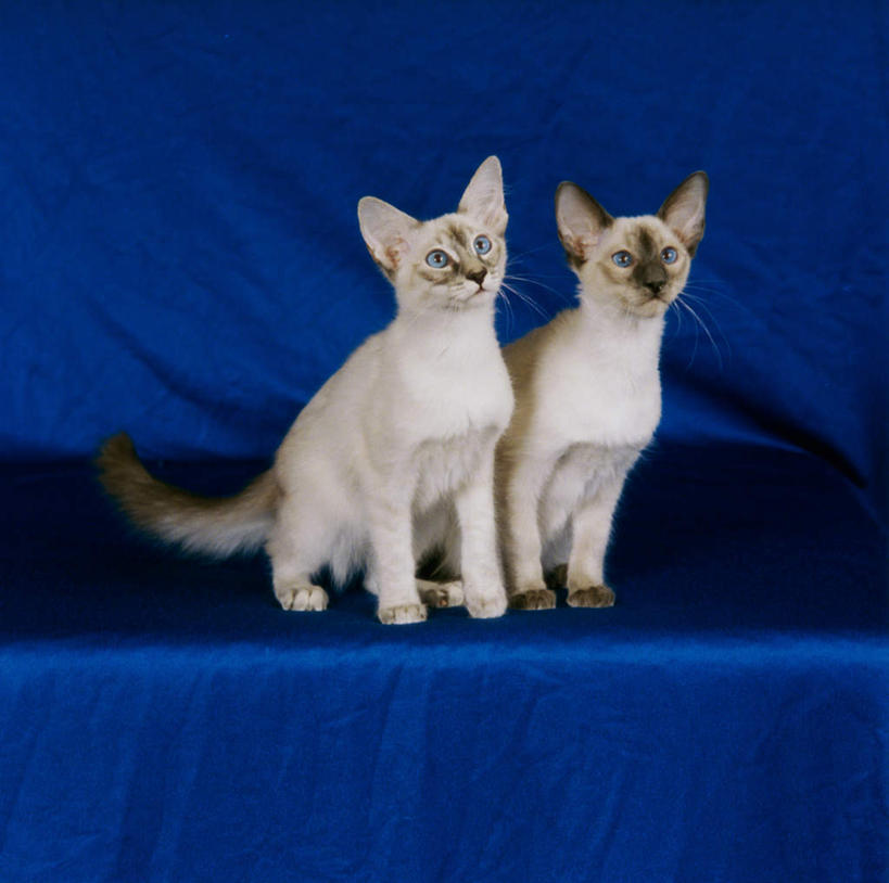 无人,坐,横图,室内,白天,背景,正面,宠物,猫,阴影,蓝色背景,反射,影子,注视,白色,动物,观察,看,两只,可爱,摄影,影棚,观看,察看,关注,猫咪,坐着,布景,彩图,全身,影棚拍摄,拍摄,巴厘猫,长毛阿密丝猫,长毛暹罗猫,爪哇猫,巴厘岛猫