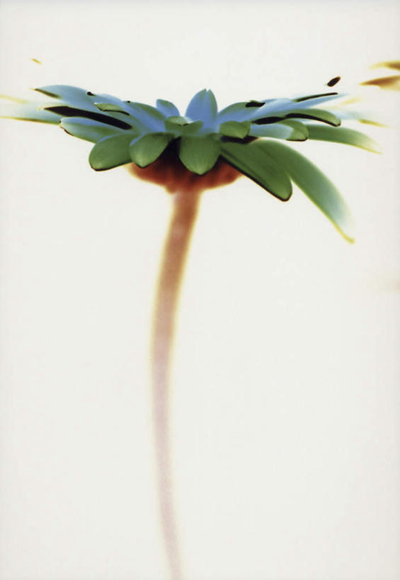 无人,竖图,室内,特写,白天,白色背景,正面,爱情,阴影,盛开,反射,影子,花蕾,花,花瓣,花朵,鲜花,一朵,花苞,花蕊,菊花,摄影,影棚,吉祥,高洁,长寿,怀恋,清净,真情,寿客,秋菊,彩图,影棚拍摄,拍摄