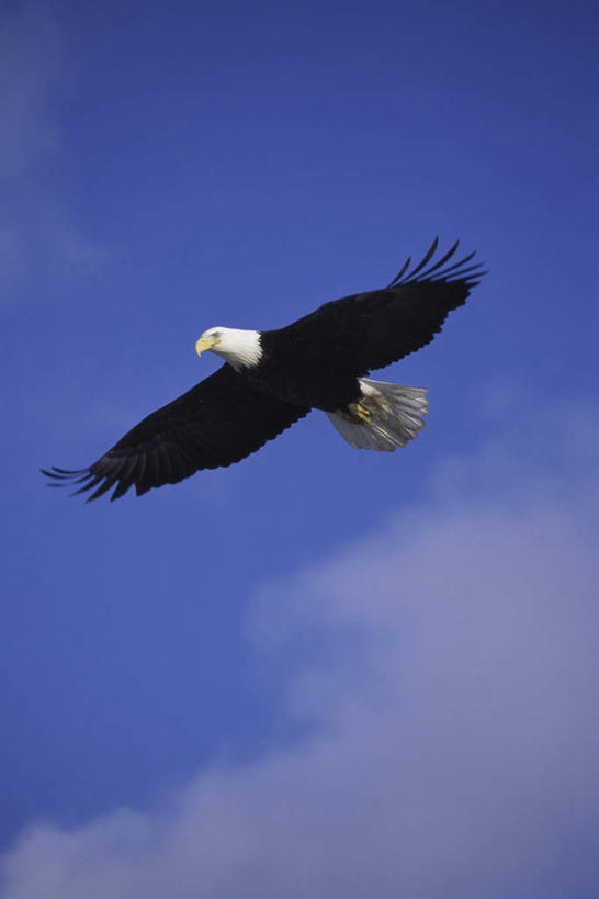无人,竖图,室外,白天,仰视,美景,鸟,野生动物,飞翔,伸展,张开,展翅,阴影,飞行,光线,翅膀,鸟类,影子,景观,云,云朵,翱翔,云彩,飞,一只,蓝色,白云,蓝天,天空,阳光,自然,动物,天,景色,晴朗,自然风光,白头鹰,凶猛,张开翅膀,海雕,白头海雕,美洲雕,展开翅膀,残暴,凶残,晴空,彩图,低角度拍摄,全身
