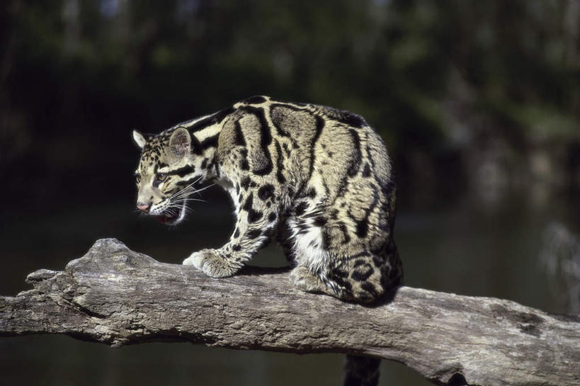 无人,坐,横图,室外,白天,侧面,河流,美景,水,植物,野生动物,叶子,阴影,朦胧,模糊,光线,影子,河水,景观,水流,绿叶,枝条,注视,树,树木,树枝,一只,阳光,自然,动物,低头,观察,看,嫩叶,景色,观看,察看,关注,自然风光,凶猛,云豹,龟纹豹,荷叶豹,乌云豹,樟豹,虬枝,枝杈,残暴,凶残,叶,叶片,坐着,彩图,全身