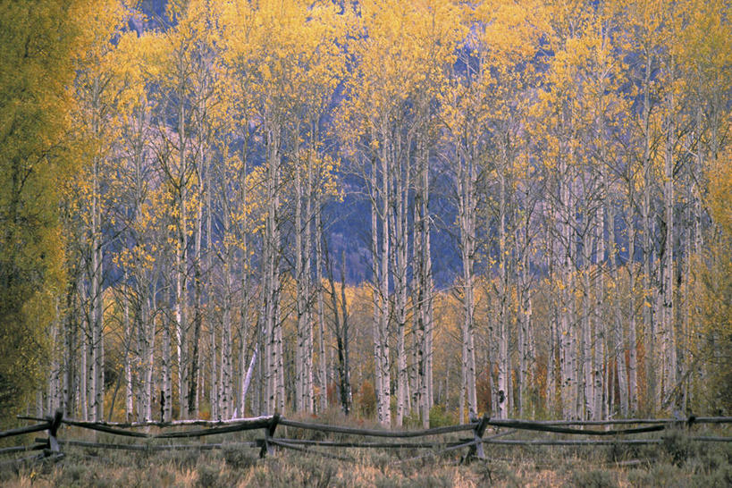 无人,横图,室外,白天,正面,旅游,度假,美景,森林,树林,植物,美国,阴影,光线,影子,景观,娱乐,树,树木,绿色,阳光,自然,享受,休闲,景色,放松,生长,成长,白杨树,北美,北美洲,自然风光,美洲,白杨,怀俄明州,怀俄明,北亚美利加洲,亚美利加洲,平等之州,大叶杨,杰克逊霍尔,彩图,颤杨,冲天杨,响杨