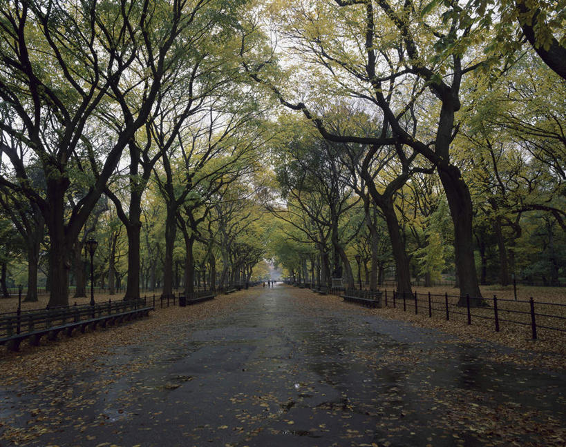 无人,栏杆,横图,室外,白天,正面,度假,美景,秋季,植物,城市风光,城市,路灯,叶子,照明,纽约,美国,栅栏,景观,篱笆,围栏,灯光,曼哈顿,枯叶,落叶,娱乐,护栏,灯,树,树木,绿色,自然,享受,休闲,景色,放松,生长,成长,照亮,北美,北美洲,照明设备,美洲,中央公园,纽约中央公园,纽约州,帝国之州,帝国州,北亚美利加洲,亚美利加洲,叶,叶片,秋,秋天,彩图,曼哈顿岛