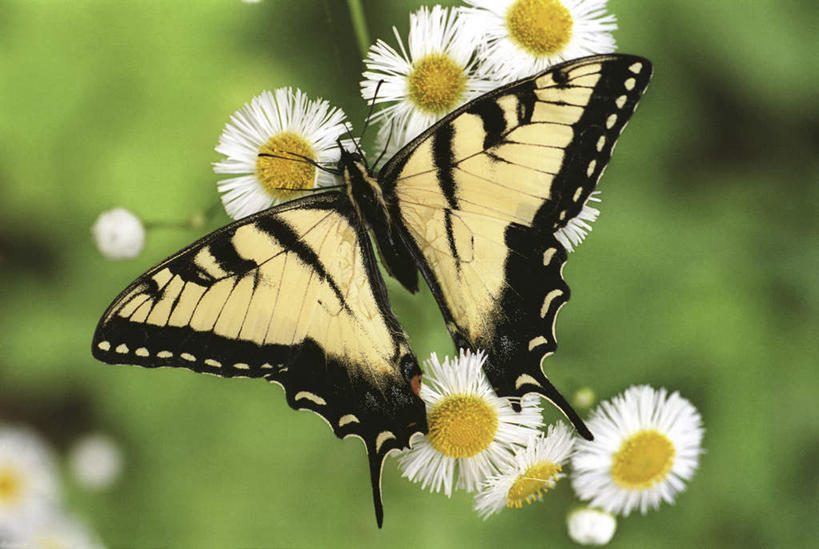 无人,横图,俯视,室外,特写,白天,草地,草坪,植物,蝴蝶,伸展,张开,展翅,朦胧,模糊,盛开,翅膀,昆虫,花蕾,停留,草,花,花瓣,花朵,鲜花,一只,绿色,白色,动物,花苞,花蕊,停止,益虫,张开翅膀,授粉,逗留,停顿,虎凤蝶,展开翅膀,彩图,高角度拍摄,全身