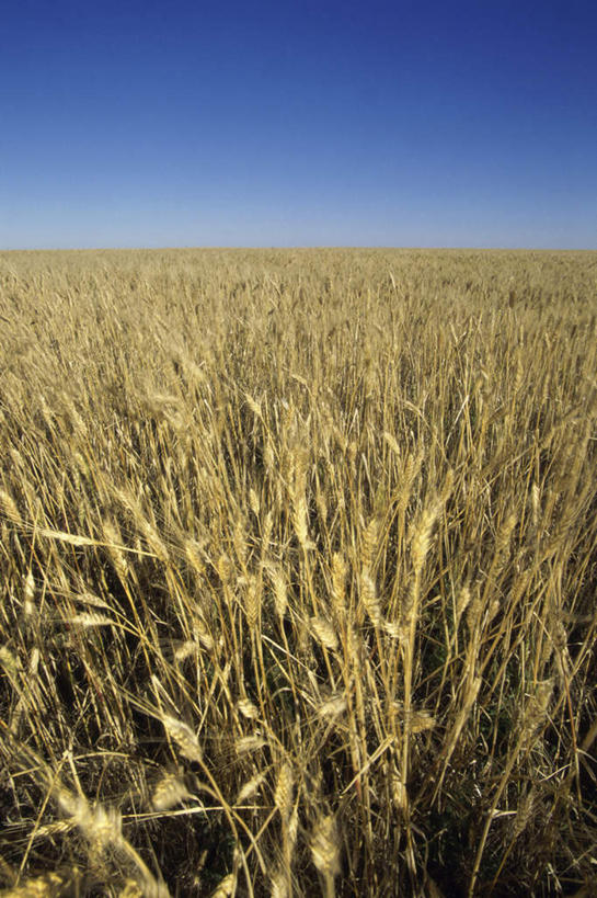 无人,农田,竖图,室外,白天,正面,旅游,度假,庄稼,农作物,小麦,美景,加拿大,阴影,光线,影子,地平线,景观,辽阔,谷物,地面,娱乐,蓝色,蓝天,天空,阳光,自然,天,享受,休闲,广阔,景色,放松,麦子,晴朗,一望无际,北美,北美洲,自然风光,延伸,美洲,万里无云,天地相交,北亚美利加洲,亚美利加洲,萨省,萨斯喀彻温省,无边无际,一马平川,晴空,晴空万里,彩图,耕地,庄稼田