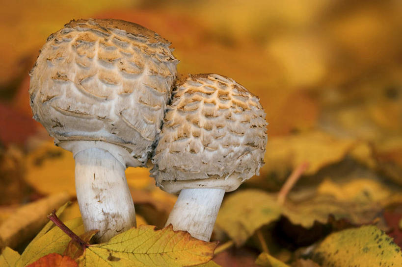 无人,横图,室外,特写,白天,正面,秋季,蔬菜,叶子,朦胧,模糊,新鲜,菌菇,蘑菇,食品,枯叶,落叶,菌类,食物,两个,食用菌,有机食品,绿色食品,叶,叶片,秋,秋天,彩图