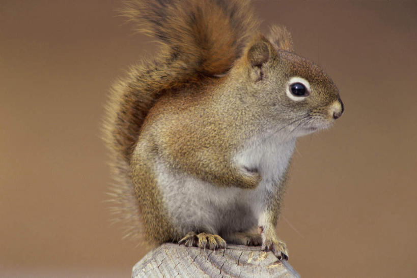 无人,站,横图,室外,特写,白天,正面,美景,野生动物,阴影,朦胧,模糊,光线,影子,景观,树桩,扭头,注视,树,树干,一只,阳光,自然,动物,松鼠,观察,看,站着,转头,木桩,景色,可爱,活泼,观看,察看,关注,自然风光,红松鼠,站立,半身,彩图