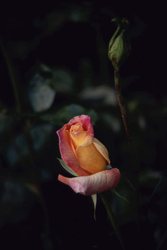 无人,竖图,室外,特写,白天,正面,美景,叶子,阴影,朦胧,模糊,盛开,光线,影子,景观,绿叶,花蕾,花,花瓣,花朵,鲜花,一朵,阳光,自然,花苞,花蕊,嫩叶,景色,坚强,自然风光,沙漠玫瑰,天宝花,叶,叶片,彩图