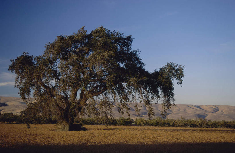 无人,横图,室外,白天,正面,旅游,度假,草地,草坪,美景,树林,植物,美国,阴影,光线,影子,景观,云,云朵,云彩,娱乐,草,树,树木,蓝色,绿色,白云,蓝天,天空,阳光,自然,天,享受,休闲,景色,放松,生长,晴朗,成长,北美,北美洲,加利福尼亚,自然风光,美洲,加州,加利福尼亚州,金州,黄金州,北亚美利加洲,亚美利加洲,圣克拉拉县,旧金山湾,晴空,彩图