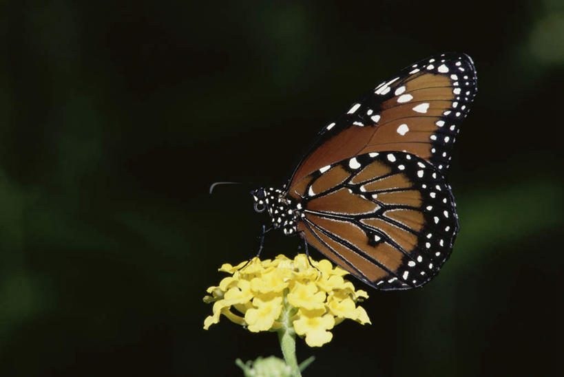 无人,站,横图,室外,特写,白天,侧面,美景,蝴蝶,伸展,张开,展翅,阴影,朦胧,模糊,盛开,光线,翅膀,昆虫,影子,景观,花蕾,花,花瓣,花朵,鲜花,一朵,一只,阳光,自然,动物,花苞,花蕊,站着,景色,黑脉金斑蝶,自然风光,益虫,张开翅膀,帝王蝶,大桦斑蝶,黑脉桦斑蝶,展开翅膀,站立,彩图,全身