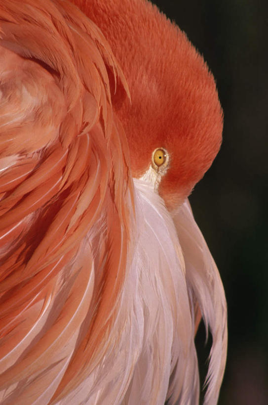 头,无人,闭眼,竖图,室外,特写,白天,侧面,美景,羽毛,阴影,轻盈,柔软,光线,红鹤,火烈鸟,影子,景观,一只,红色,阳光,自然,低头,景色,自然风光,轻柔,垂头,头部,闭眼睛,闭着眼,闭着眼睛,半身,彩图