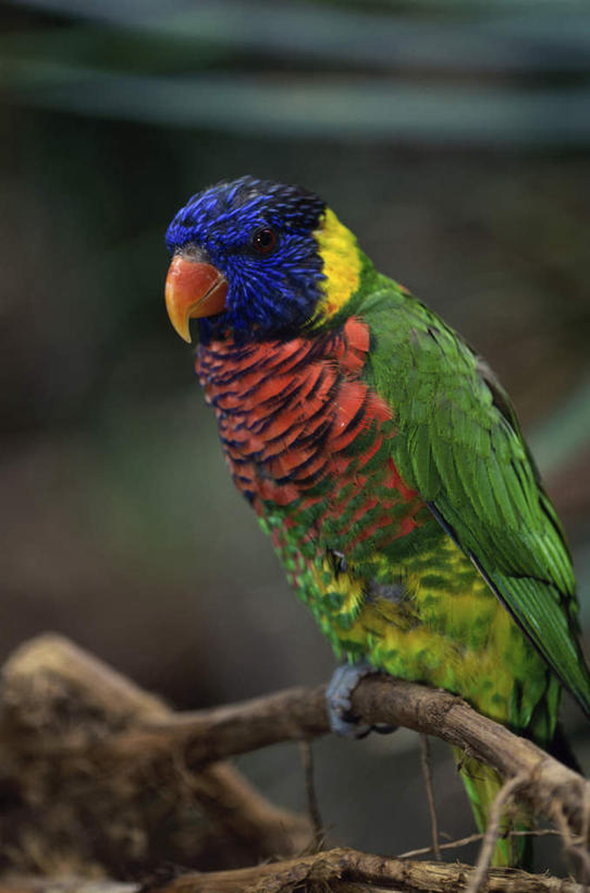 无人,站,竖图,室外,白天,正面,美景,植物,鸟,鹦鹉,阴影,朦胧,模糊,光线,鸟类,影子,景观,枝条,注视,树,树木,树枝,一只,阳光,自然,动物,观察,看,站着,景色,可爱,活泼,观看,察看,关注,自然风光,观赏鸟,虬枝,枝杈,吸蜜鹦鹉,站立,半身,彩图