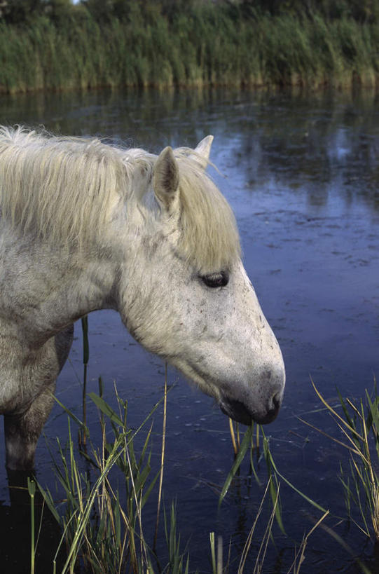 无人,站,吃,竖图,室外,白天,侧面,旅游,度假,草地,草坪,河流,美景,水,植物,马,野生动物,阴影,光线,影子,河水,景观,水流,注视,娱乐,一匹,草,绿色,白色,倒影,阳光,自然,动物,低头,观察,看,站着,享受,休闲,景色,放松,运输,牲畜,观看,察看,倒映,关注,自然风光,反照,嚼,食,站立,半身,彩图,卡马格马