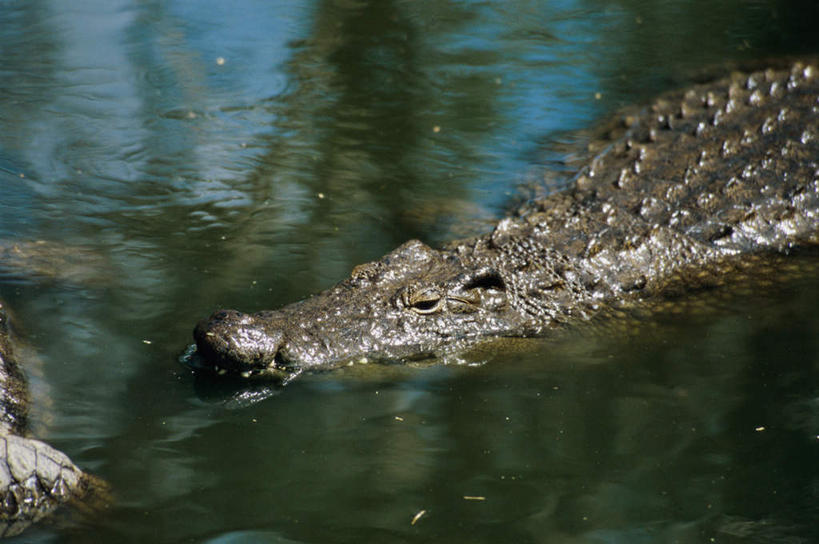 游泳,头,无人,横图,俯视,室外,特写,白天,河流,美景,水,鳄鱼,野生动物,阴影,朦胧,模糊,光线,影子,河水,景观,水流,注视,一只,倒影,阳光,自然,动物,观察,看,景色,观看,察看,倒映,关注,自然风光,凶猛,尼罗鳄,泅水,反照,非洲鳄,拍浮,残暴,凶残,头部,半身,彩图,高角度拍摄