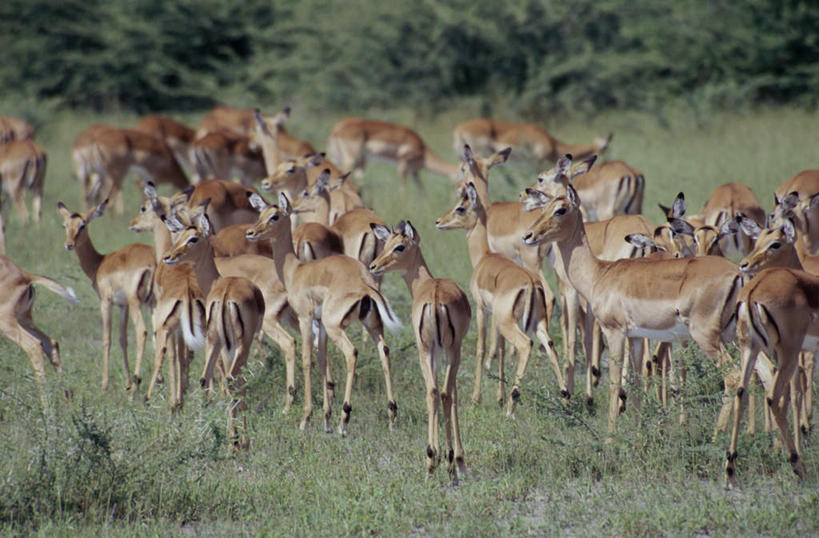 无人,站,走,横图,室外,白天,正面,旅游,度假,草地,草坪,美景,植物,野生动物,羊,非洲,博茨瓦纳,许多,朦胧,模糊,羚羊,景观,注视,娱乐,草,树,树木,绿色,自然,动物,观察,看,站着,享受,休闲,景色,放松,可爱,活泼,生长,成长,观看,察看,关注,自然风光,黑斑羚,波札那,博茨瓦纳共和国,斑羚,高角羚,步行,散步,站立,走路,半身,彩图