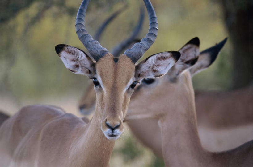 无人,站,横图,室外,特写,白天,正面,草地,草坪,美景,植物,野生动物,羊,三只,阴影,朦胧,模糊,光线,羚羊,影子,景观,注视,草,绿色,阳光,自然,动物,观察,看,站着,景色,可爱,活泼,观看,察看,关注,自然风光,黑斑羚,斑羚,高角羚,站立,半身,彩图