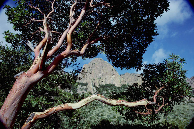 无人,公园,横图,室外,白天,仰视,旅游,度假,美景,山,山脉,植物,美国,阴影,光线,影子,景观,山峰,云,云朵,枝条,山峦,云彩,娱乐,树,树木,树枝,蓝色,白云,蓝天,天空,阳光,自然,群山,天,享受,休闲,景色,放松,晴朗,北美,北美洲,国家公园,自然风光,德克萨斯州,美洲,德克萨斯,得州,德州,得克萨斯州,孤星之州,北亚美利加洲,亚美利加洲,虬枝,枝杈,大本德国家公园,晴空,彩图,低角度拍摄