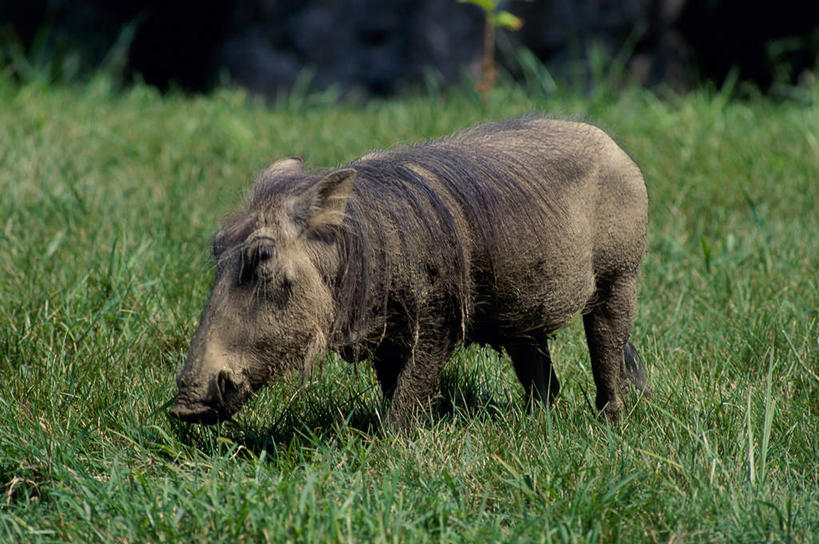 无人,站,横图,室外,白天,正面,旅游,度假,草地,草坪,美景,植物,野生动物,疣猪,阴影,光线,影子,景观,注视,娱乐,草,一只,绿色,阳光,自然,动物,观察,看,站着,享受,休闲,景色,放松,观看,察看,关注,自然风光,凶猛,残暴,凶残,站立,彩图,全身