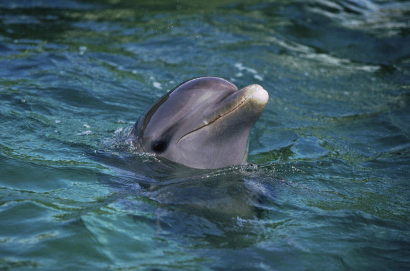 头,无人,横图,俯视,室外,特写,白天,旅游,度假,海浪,海洋,美景,哺乳动物,海豚,景观,浪花,注视,娱乐,一只,自然,海水,动物,观察,看,享受,休闲,景色,放松,可爱,活泼,观看,察看,关注,自然风光,海景,胆鼻海豚,尖嘴海豚,宽吻海豚,瓶鼻海豚,头部,大海,风浪,海,海水的波动,近岸浪,涌浪,半身,彩图,高角度拍摄