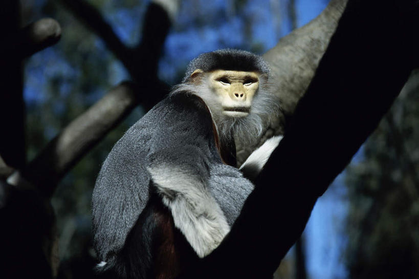 无人,动物园,坐,横图,室外,白天,仰视,旅游,度假,美景,植物,哺乳动物,猴,野生动物,猴子,美国,阴影,朦胧,模糊,光线,影子,景观,枝条,注视,娱乐,树,树木,树枝,一只,蓝色,绿色,蓝天,天空,阳光,自然,动物,天,观察,看,享受,休闲,景色,放松,可爱,活泼,生长,晴朗,成长,观看,察看,北美,北美洲,关注,加利福尼亚,自然风光,叶猴,美洲,加州,圣地亚哥,加利福尼亚州,万里无云,金州,黄金州,圣地牙哥,圣迭戈,北亚美利加洲,亚美利加洲,虬枝,枝杈,海南叶猴,圣地亚哥动物园,圣迭戈动物园,晴空,晴空万里,坐着,半身,彩图,低角度拍摄,白臂叶猴