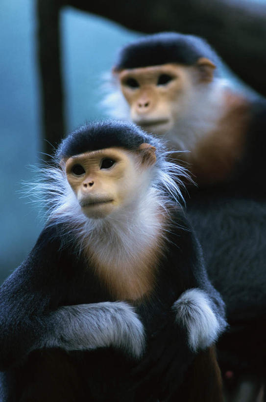 无人,坐,竖图,室内,白天,正面,哺乳动物,猴,野生动物,猴子,阴影,朦胧,模糊,光线,影子,灯光,注视,动物,观察,看,两只,可爱,活泼,观看,察看,关注,白臀叶猴,海南叶猴,坐着,半身,彩图