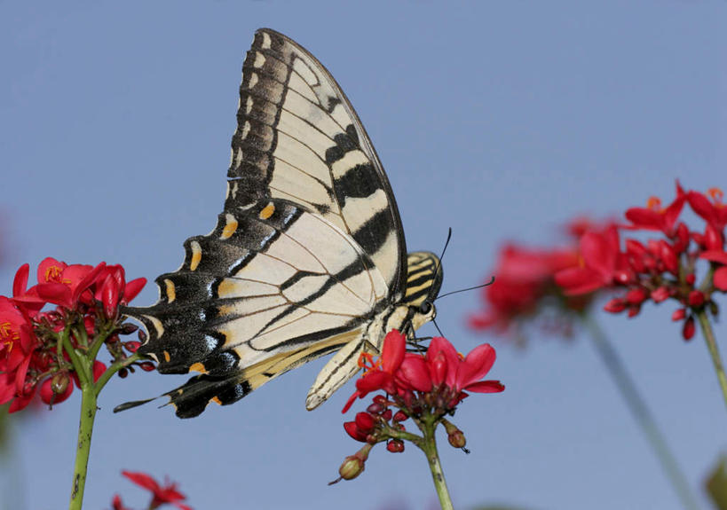 无人,横图,室外,特写,白天,仰视,旅游,度假,美景,蝴蝶,阴影,朦胧,模糊,盛开,光线,昆虫,影子,景观,花蕾,停留,娱乐,花,花瓣,花朵,鲜花,一只,红色,蓝色,蓝天,天空,阳光,自然,动物,天,花苞,花蕊,享受,休闲,景色,放松,晴朗,停止,自然风光,益虫,万里无云,逗留,停顿,虎凤蝶,晴空,晴空万里,彩图,低角度拍摄,全身