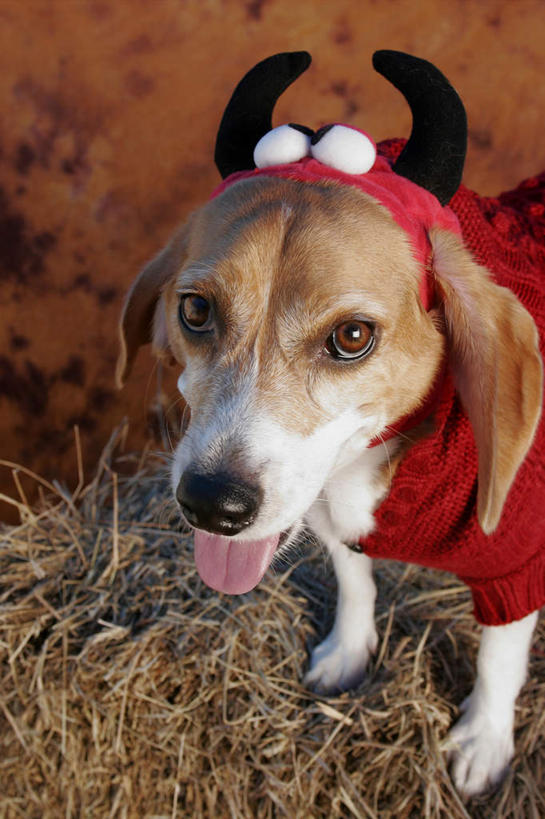 无人,站,竖图,俯视,室内,特写,白天,植物,宠物,狗,阴影,服装,节日,枯萎,朦胧,模糊,庆祝,光线,影子,枯草,猎犬,注视,文化,吐舌头,草,一只,衣服,黄色,阳光,动物,观察,看,伸舌头,站着,庆典,吐舌,万圣节,可爱,服饰,观看,纪念,察看,衣着,穿着,关注,忠诚,衣饰,妆扮,犬,抬头,仰头,站立,半身,彩图,高角度拍摄,打扮,装扮