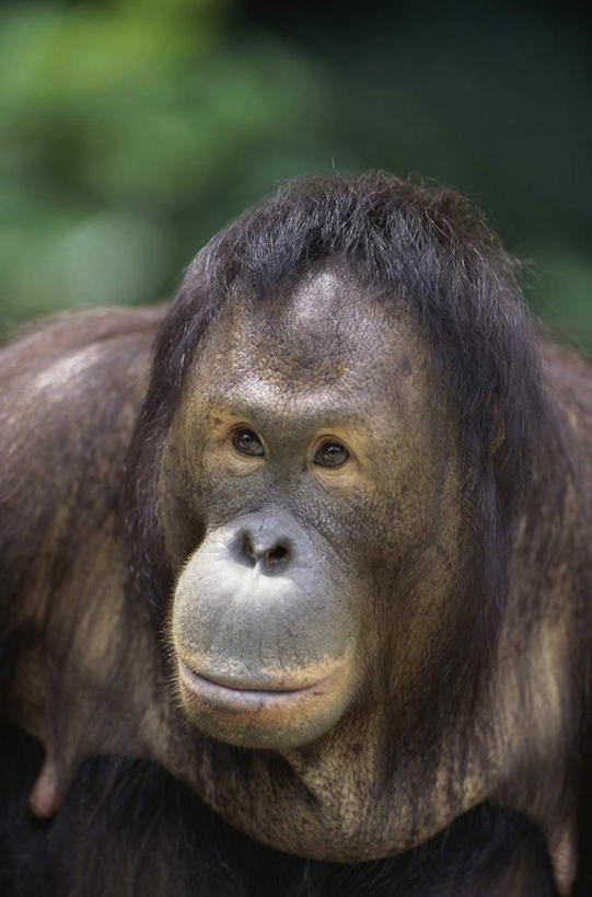 头,无人,坐,竖图,室外,特写,白天,正面,旅游,度假,美景,植物,野生动物,猩猩,马来西亚,亚洲,朦胧,模糊,景观,棕色,注视,娱乐,树,树木,一只,绿色,自然,动物,观察,看,享受,休闲,景色,放松,东南亚,活泼,生长,成长,观看,察看,关注,自然风光,苏门答腊猩猩,婆罗洲,加里曼丹岛,婆罗洲岛,马来西亚联邦,沙巴州,沙巴,头部,坐着,半身,彩图