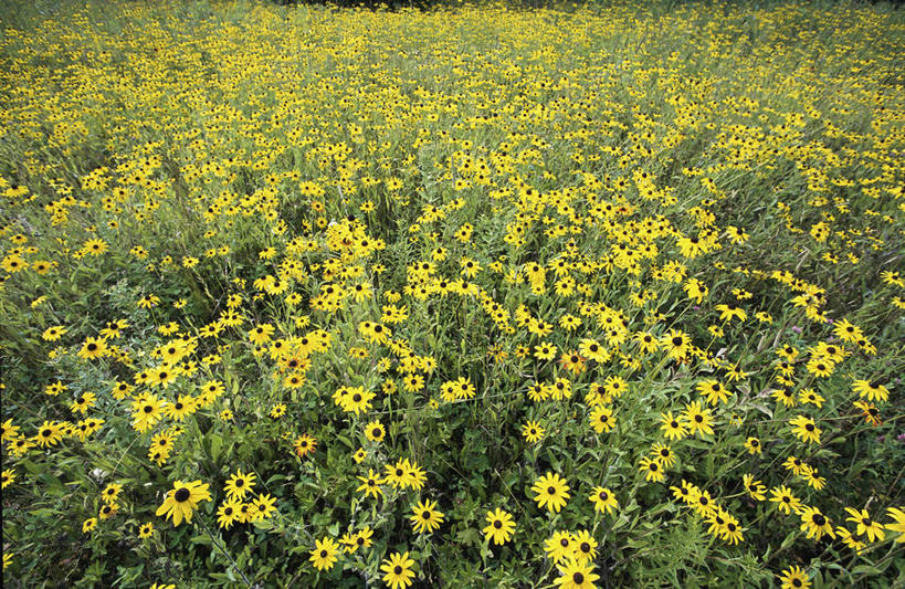 无人,横图,俯视,室外,白天,旅游,度假,花海,花圃,美景,植物,叶子,盛开,景观,绿叶,花蕾,娱乐,花,花瓣,花朵,花卉,鲜花,黄色,绿色,自然,花丛,花束,花田,花苞,花蕊,享受,休闲,嫩叶,菊花,景色,放松,自然风光,金光菊,黑心菊,臭菊,黑眼菊,叶,叶片,彩图,高角度拍摄