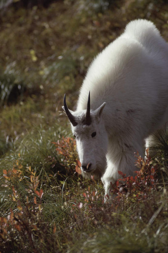 无人,站,竖图,室外,白天,正面,旅游,度假,草地,草坪,美景,植物,野生动物,羊,阴影,光线,影子,景观,注视,娱乐,草,一只,绿色,白色,阳光,自然,动物,观察,看,站着,享受,休闲,景色,放松,观看,察看,关注,自然风光,白山羊,野山羊,北美野山羊,野生白山羊,山羊,站立,半身,彩图